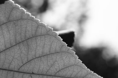 Close-up of leaves