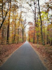 Road amidst trees in forest during autumn