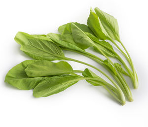 Close-up of green leaves against white background