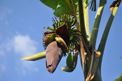 Low angle view of flowering plant against blue sky