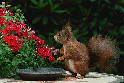 Close-up of squirrel by flowers