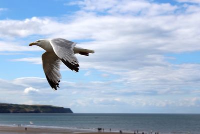 Bird flying over sea against sky