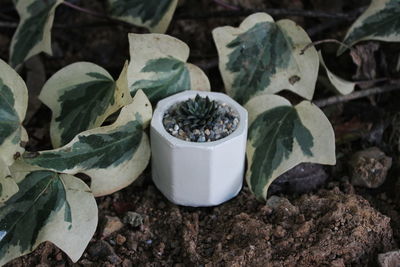 High angle view of succulent plant on rocks