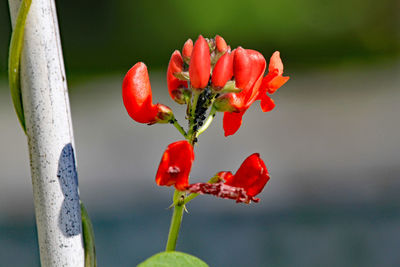 Close-up of red rose on plant