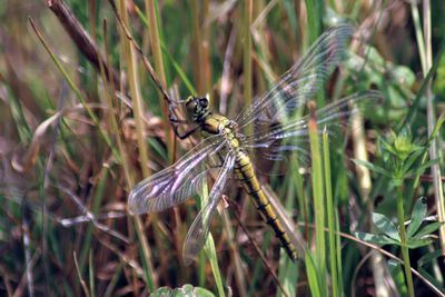 Close-up of dragonfly on plant