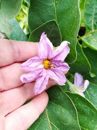 Close-up of hand on purple flowering plant