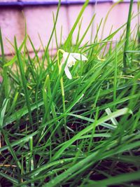 Close-up of green grass growing on field