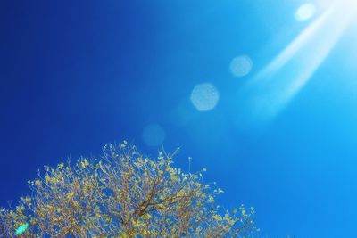 Low angle view of flower tree against blue sky