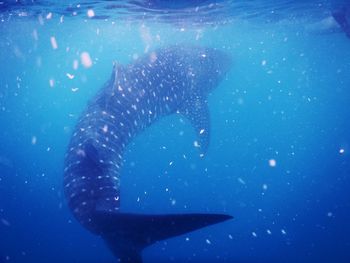 View of fish underwater