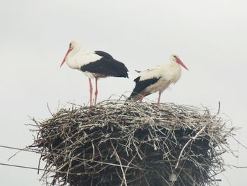 Low angle view of birds perching on tree