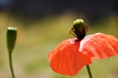 Poppies life's