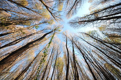 Low angle view of trees against sky