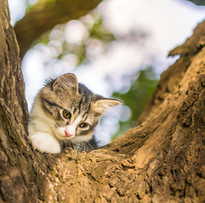 Close-up portrait of kitten on tree