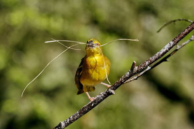 Close-up of bird perching on branch