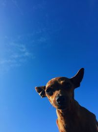 Low angle view of bird against clear blue sky