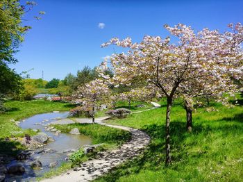 Flowering trees growing against blue sky at park