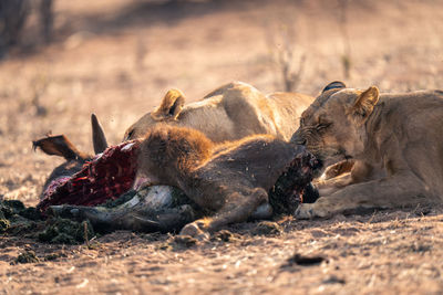 Lioness sitting on field