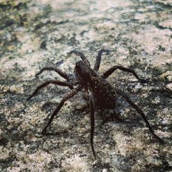 Close-up of spider