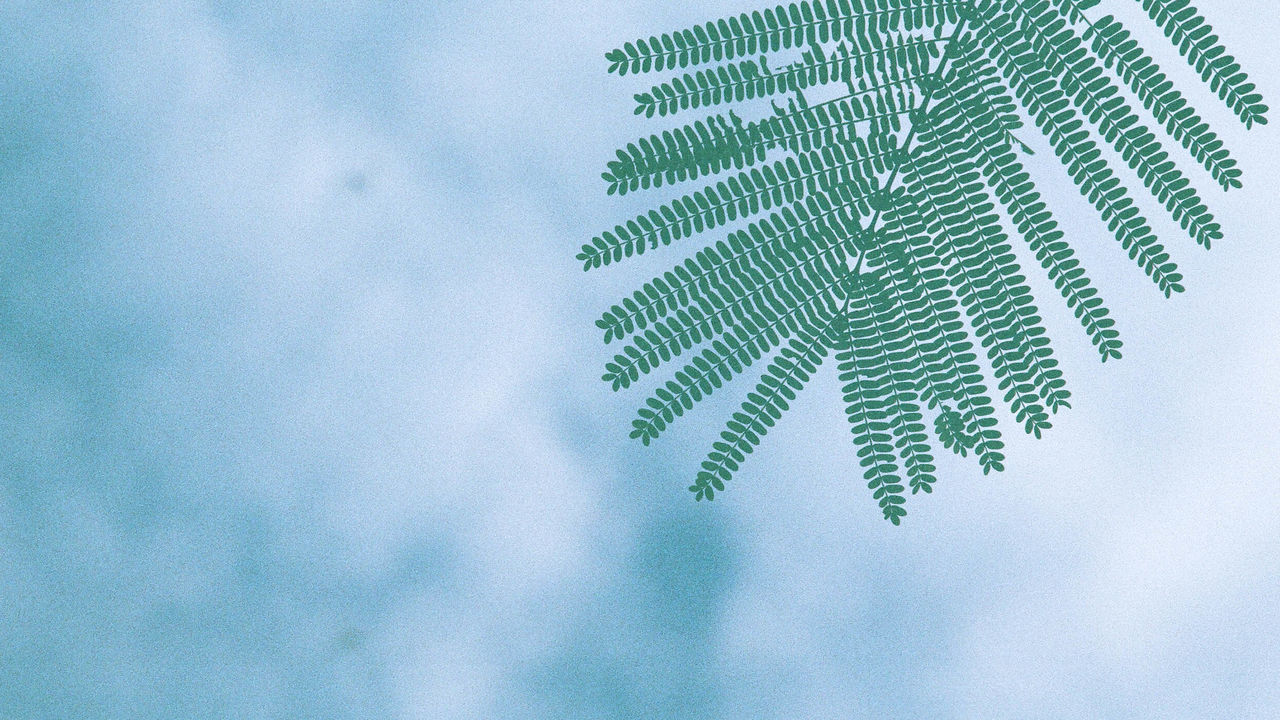 LOW ANGLE VIEW OF LEAVES AGAINST SKY