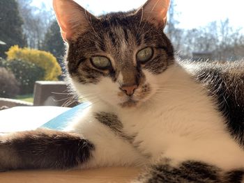 Close-up portrait of a cat