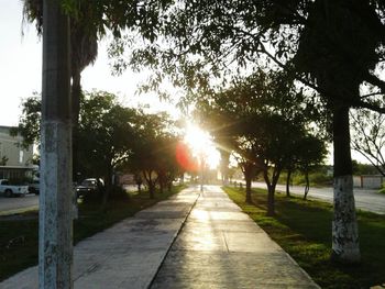 Sun shining through trees during sunset