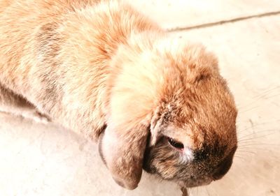 Close-up of cat sleeping
