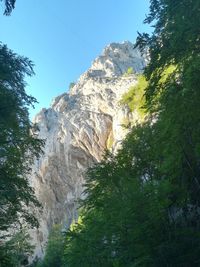 Low angle view of rock formation amidst trees against sky