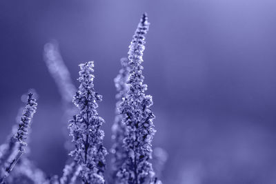 Close-up of frozen plant