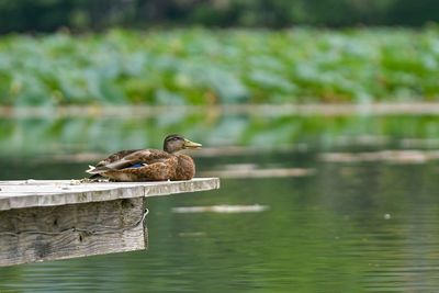 Spot-billed duck on pier over lake