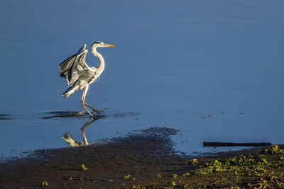 View of a bird on lakeshore