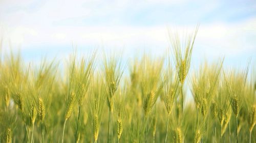 Crop growing in field