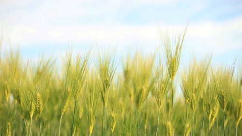 Crop growing in field