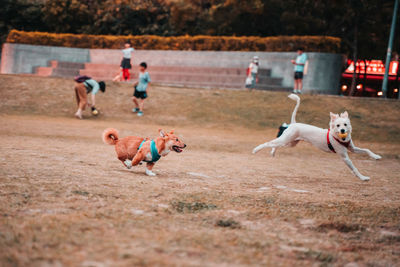 Dogs playing with dog running