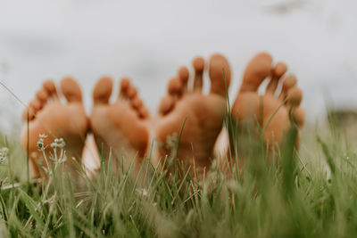 Close-up of wheat growing on field