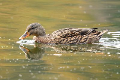 Close-up of female mallard duck swimming in lake