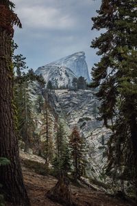 View of trees in forest against cloudy sky
