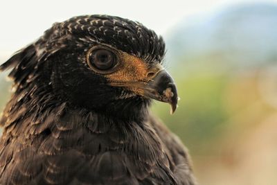 Close-up of bird