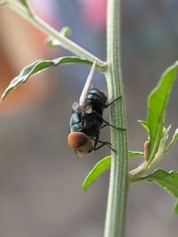 Close-up of insect on plant