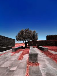 View of plant on road against blue sky