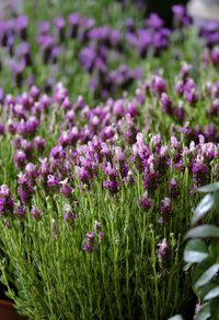 Close-up of purple flowering plants in garden