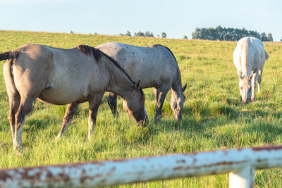 Horses grazing in a field