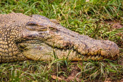 Close-up of iguana on grass