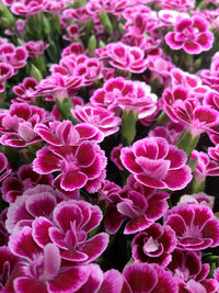 Full frame shot of pink flowers blooming on field