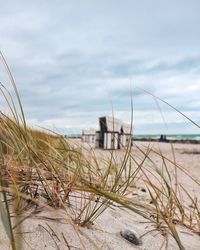 Plants on beach against sky