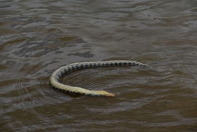 High angle view of crocodile swimming in river