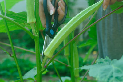 Hand holding plant