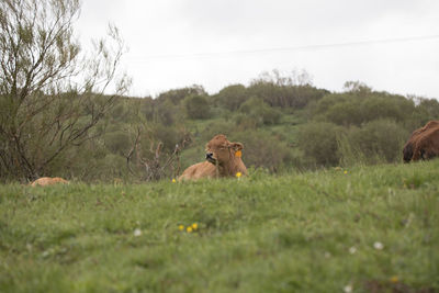 View of a cat on field