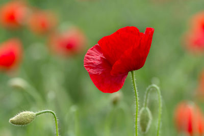 Close-up of red poppy flower