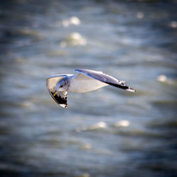 Close-up of bird flying over water