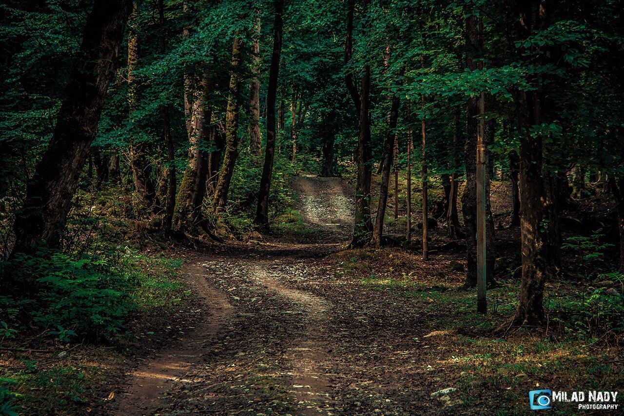 forest, tree, woodland, tranquil scene, tranquility, tree trunk, scenics, growth, non-urban scene, landscape, nature, the way forward, beauty in nature, crowded, dirt road, empty road, green color, outdoors, abundance, tourism, footpath, long, woods, tree area, remote, wilderness, silence, solitude